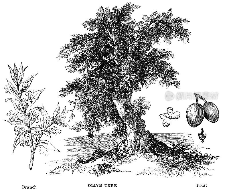 古老的橄榄树- 19世纪